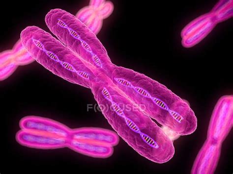 Metaphase chromosome structure — medicine, paired - Stock Photo ...