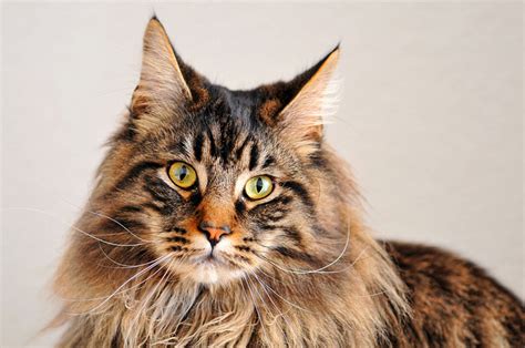 Best Pictures of Cats and More: Brown Tabby Maine Coon Cat Picture