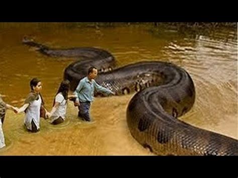 WORLD LARGEST SNAKE ANACONDA FOUND IN AMAZON RIVER- New 2016 || (HD - YouTube