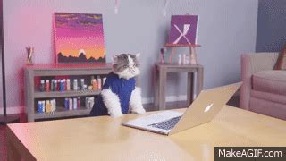 cat typing fast on Make a GIF