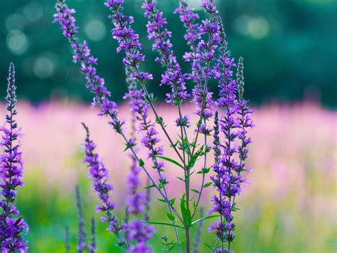 Top 12 Benefits of Hyssop | Organic Facts