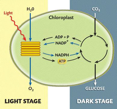 What Are the Two Stages of Photosynthesis Called