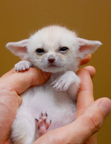 OMG, how cute: Fennec fox babies | !! omg blog !! [the original, since ...