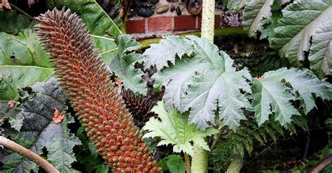 Giant Rhubarb (Gunnera Manicata)