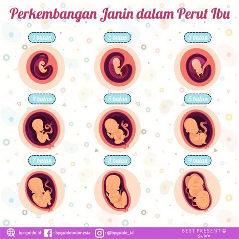 Perkembangan Janin dalam Perut Ibu | Bayi, Buku bayi, Bayi 4 bulan