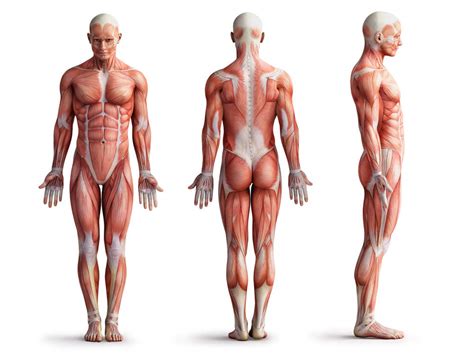 Main Muscles Controlling Human Posture — Tendon, Anatomy Stock Photo #160169884 ...