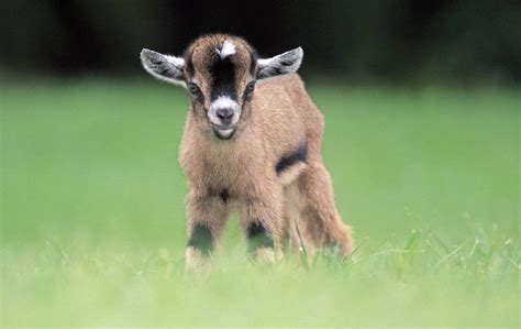 10 Adorable Reasons Why a Pygmy Goat Should Be Your Next Pet