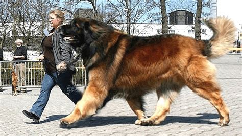 Bleiben übrig Quietschen entspannt la raza de perro mas grande Reinheit ...