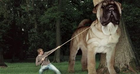 Top 12 Biggest Dog Breeds In The World - Disk Trend Magazine