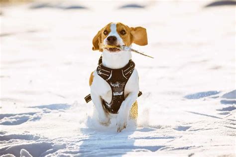 The Origin of Beagles - Interesting Facts About Why Beagles Were Bred ...