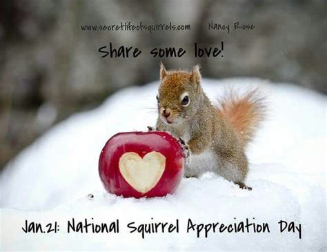 Jan 21....National Squirrel Appreciation Day | Squirrel appreciation day, Squirrel funny, Funny ...