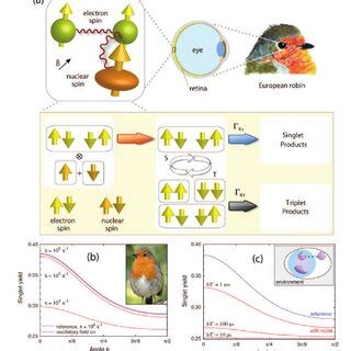 Figure 6: (Color online) (a) The radical-pair reaction mechanism as proposed for the avian ...