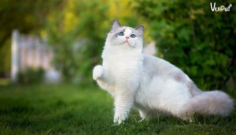 Đầy đủ và chi tiết nhất về Mèo RAGDOLL (Mèo Ragamuffin)