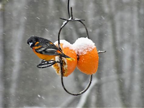 Baltimore Oriole Migration: Do Orioles Migrate? - Birds and Blooms