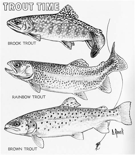 Rainbow Trout Drawing at GetDrawings | Free download