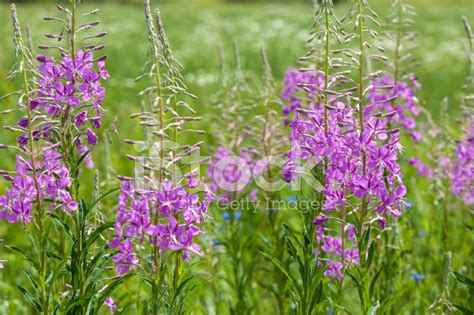 Willowherb Stock Photo | Royalty-Free | FreeImages