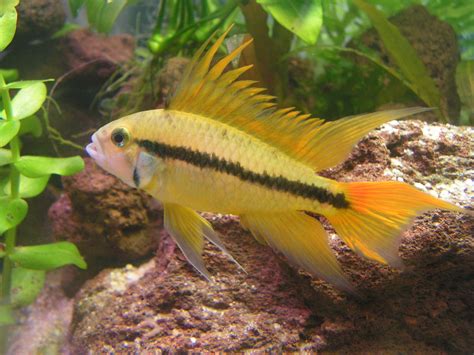 File:Apistogramma-cacatuoide-flame-male1.jpg - Wikimedia Commons