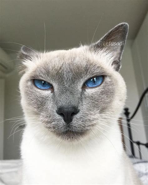 3,208 Likes, 116 Comments - Felippo Blue Point Siamese Cat (@lefusadi) on Instagram: “I hear the ...