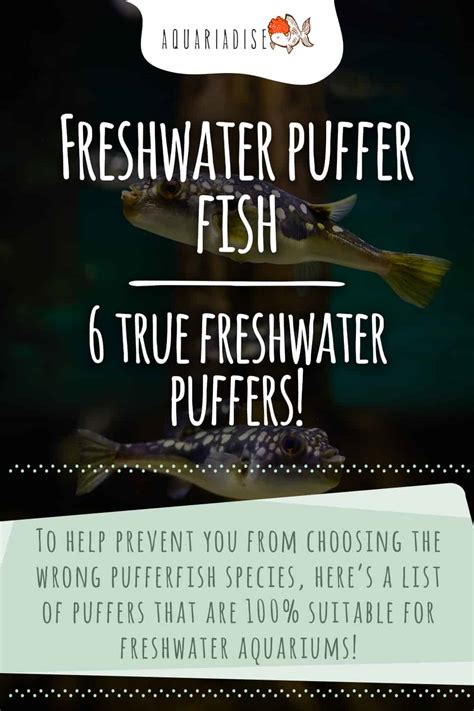 Freshwater puffer fish | 6 true freshwater puffers! - Aquariadise