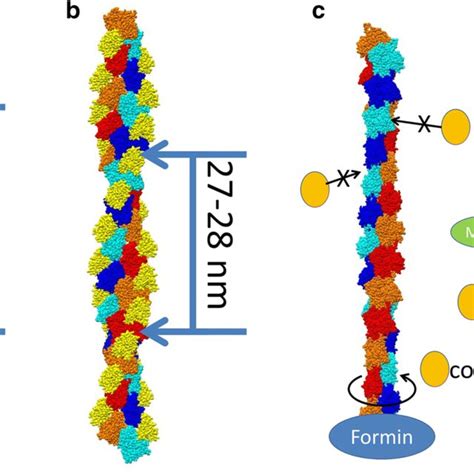 Twist of the actin filament. a Actin filament [PDB ID: 5JLF (von der ...