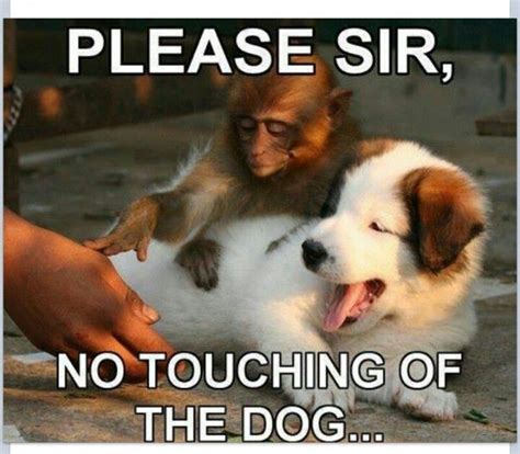 Pin by Miki H. on Dogs 🐾 | Funny animals, Funny animal pictures, Funny animal memes