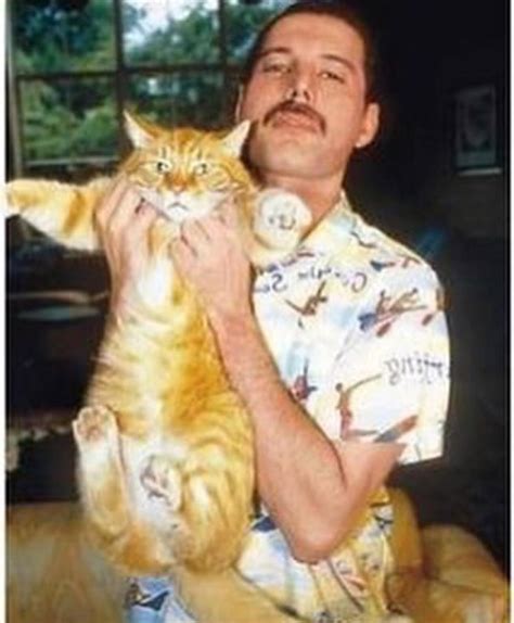 20 Photos Of Freddie Mercury and His Cats In The Best of Times