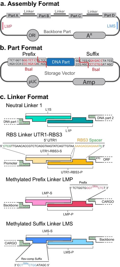 BASIC DNA Assembly (a) BASIC provides an assembly format where each DNA... | Download Scientific ...