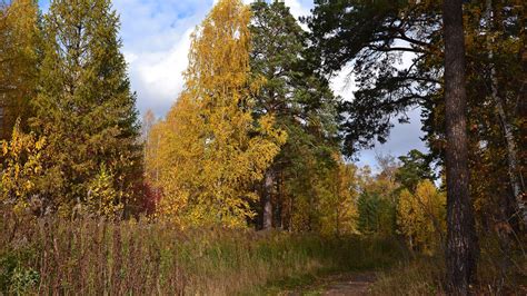 Path in the autumn forest wallpaper - Nature wallpapers - #39151