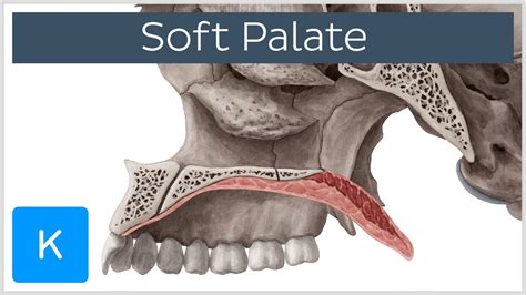 Anatomy Of The Hard And Soft Palate