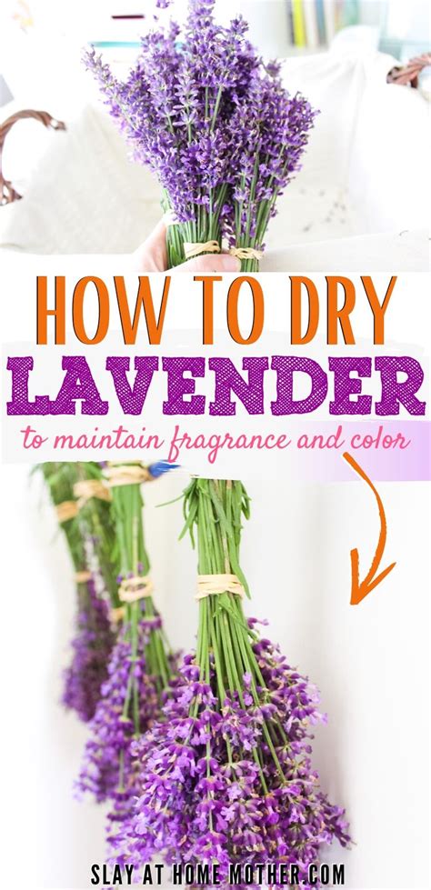 How To Dry Lavender To Preserve Fragrance And Color (3 Easy Steps)