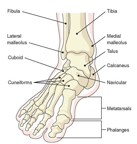 foot bones - Anatomy Info