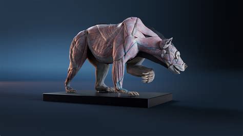 Nicolas MOREL - Digital 3D Grizzly bear anatomy Atlas for Artists