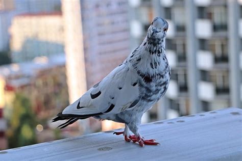 How To Keep Pigeons Off Balcony Efficiently (13 Methods)