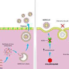 Proposed hydroxychloroquine mechanism of action for SARS-COV-2 mediated... | Download Scientific ...