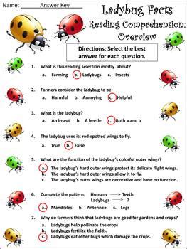 Ladybug Activities: Ladybug Facts Spring-Summer Activity Packet Bundle