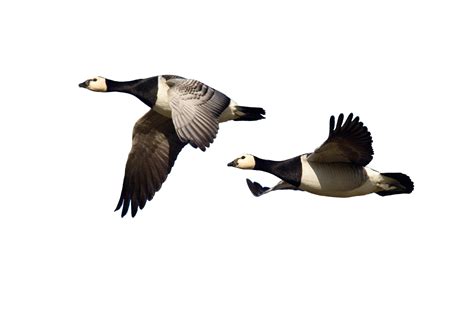 Barnacle Geese: The curious tale of the bird which people believed grew on trees - Country Life