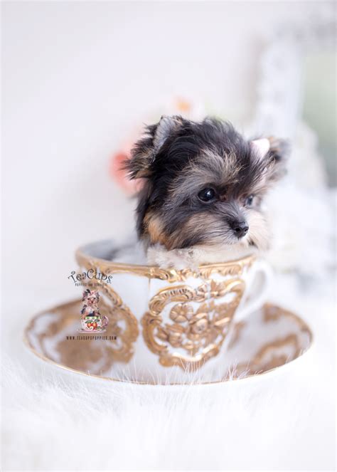 Parti Teacup Yorkie Puppies | Teacup Puppies & Boutique