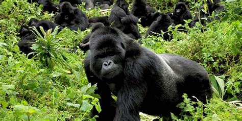 Congo Gorilla Tours Frequently Asked Questions