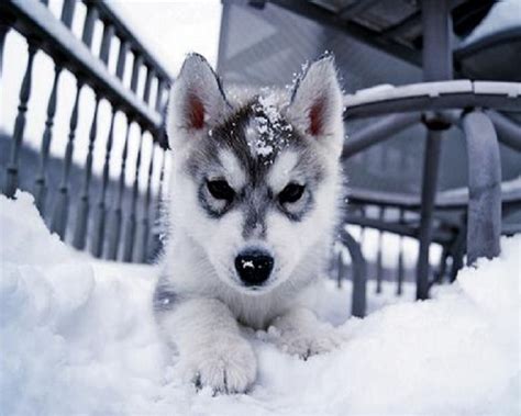 Huskies - Siberien Huskies Photo (33520198) - Fanpop