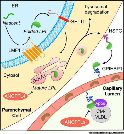 Lipoprotein Lipase and Its Regulators: An Unfolding Story: Trends in Endocrinology & Metabolism