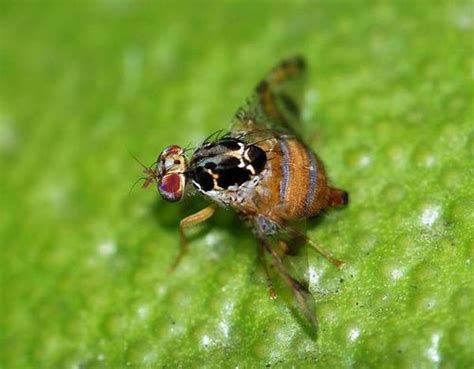 Mediterranean Fruit Fly (Ceratitis capitata)