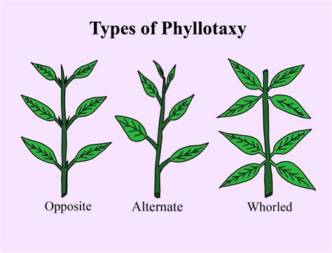 Explain with different types of examples, the different types of ...