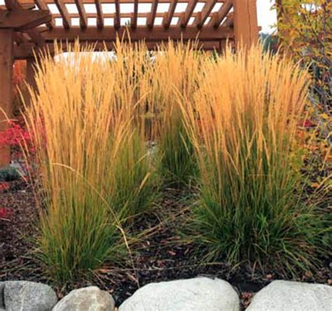 Ornamental Grasses for a Small Garden Space - Horticulture