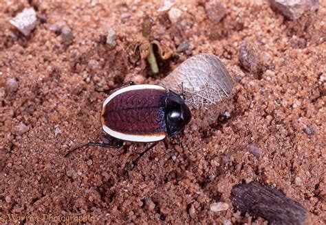 Desert beetle photo WP18002