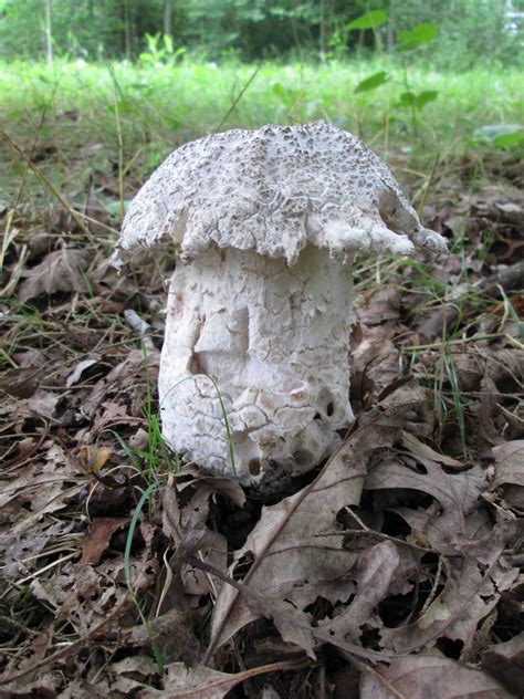 Hypomyces hyalinus – mlw-3 | Western Pennsylvania Mushroom Club