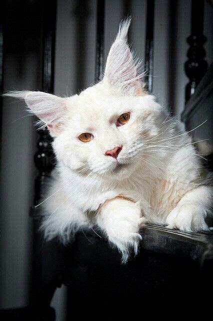 Albino kitty | Albino animals, Rare albino animals, Cats