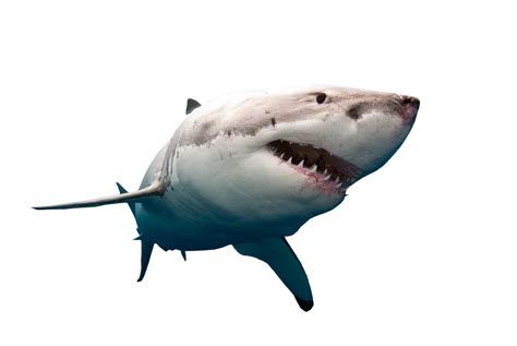 Shark Swimming PNG Image | Shark images, Shark, Megalodon shark