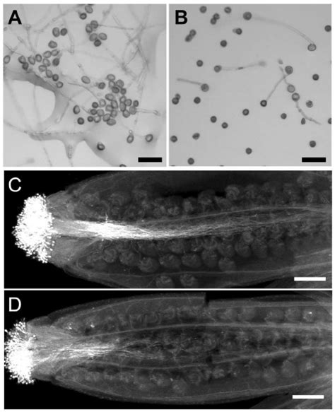 Pollen germination and pollen tube growth are | Download Scientific Diagram