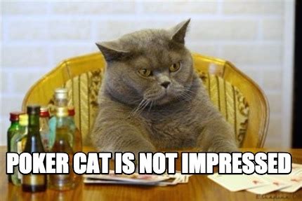 Meme Creator - Poker Cat is not impressed Meme Generator at MemeCreator.org!