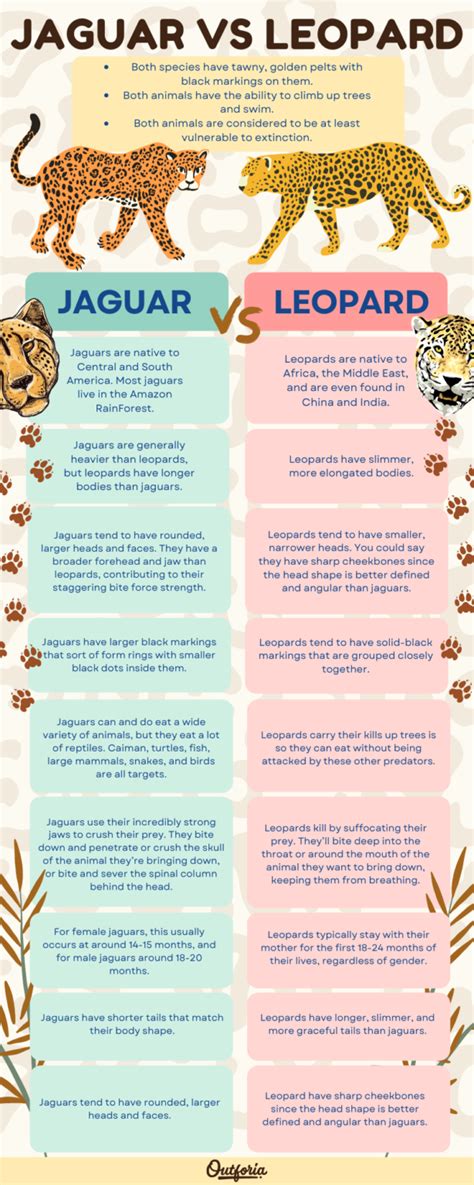 Jaguar vs Leopard: Top 10 Differences Explained